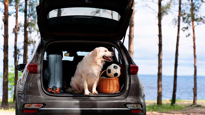 Como Viajar de Carro com Cachorro: Dicas Práticas e Passo a Passo